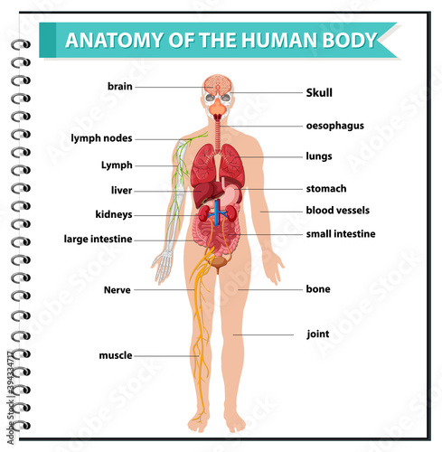 Anatomy of the human body information infographic