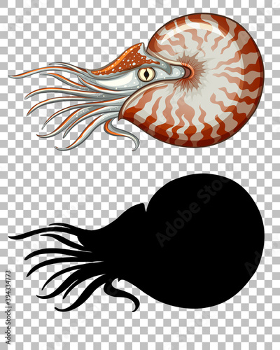 Chambered nautilus with its silhouette on transparent background