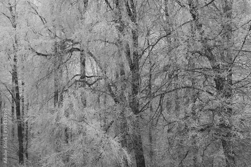 Ice cold forest scene with trees covered in frost
