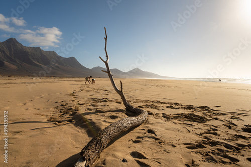 Children playing on Cofete beach  dry tree branch on the sand  Fuerteventura island