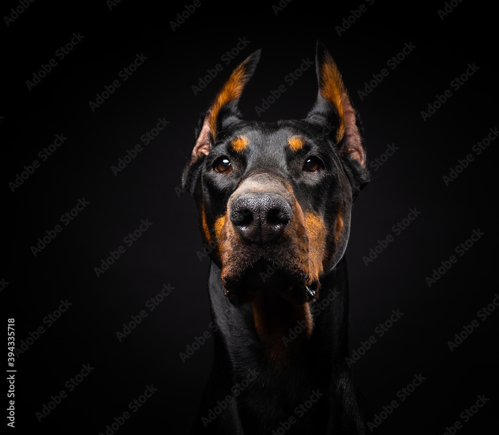 Portrait of a Doberman dog on an isolated black background. Portrait of a Doberman dog on an isolated black background.