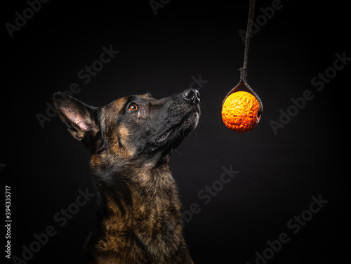 Foto Portrait of a Belgian shepherd dog on an isolated black background