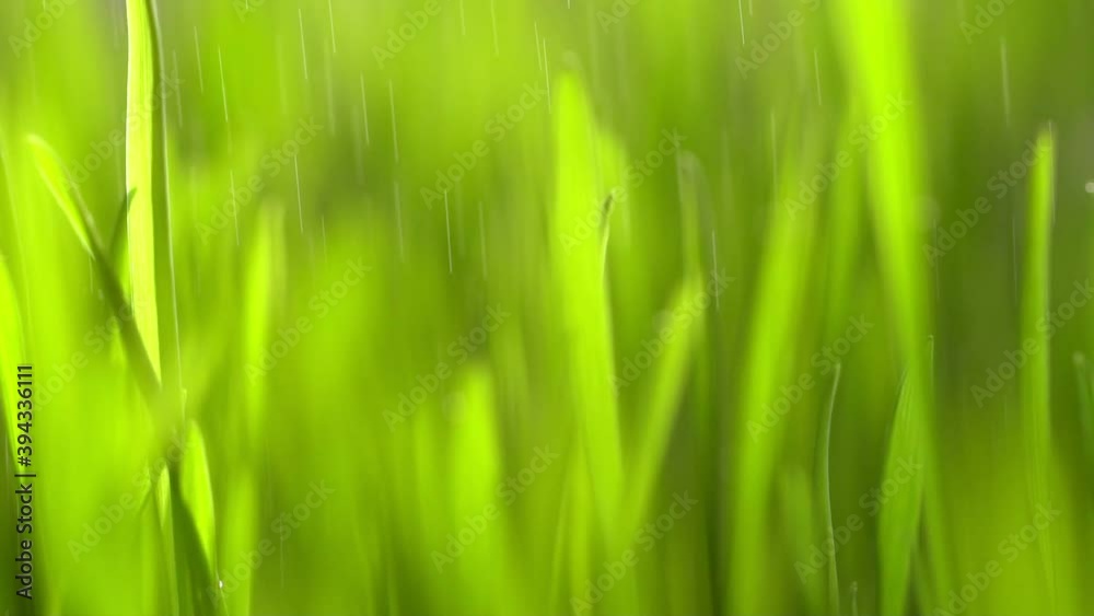 Abstract macro shot of blades of green grass. Dew drops shine with splendor. Beautiful lens blur bokeh. Slow motion shot. Сloseup rotation Abstract macro shot of blades of green grass. Dew drops shine with splendor. Beautiful lens blur bokeh. Slow motion shot. Сloseup rotation
