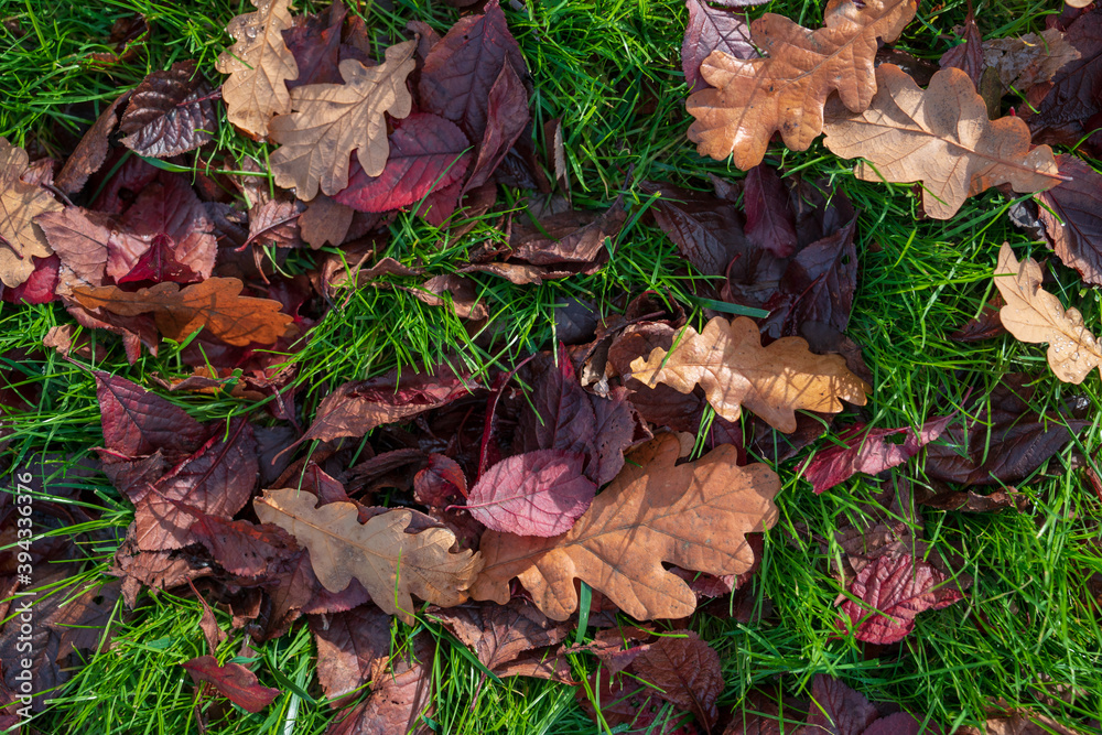 autumn leaves on the ground autumn leaves on the ground