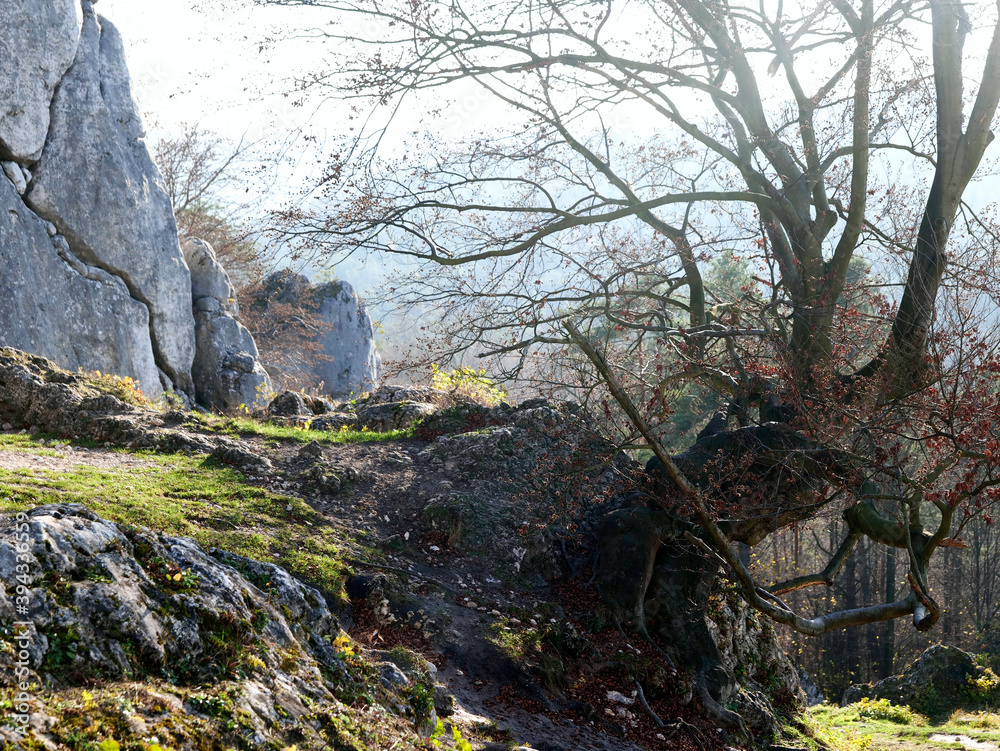Interesujące formy ostańców skalnych na Górze Zborów (Polska, szlak Orlich Gniazd) przypominają m.in. sylwetki zwierząt i ludzi
