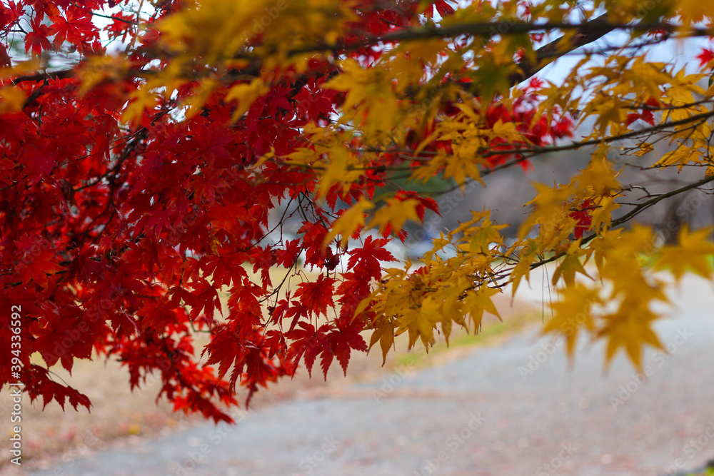 Red and Yellow maple leaves during Japan's Autumn Koyo season Red and Yellow maple leaves during Japan's Autumn Koyo season