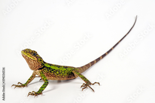 Japalura tree dragon // Chinesische Bergagame (Diploderma splendidum, Japalura splendida) photo