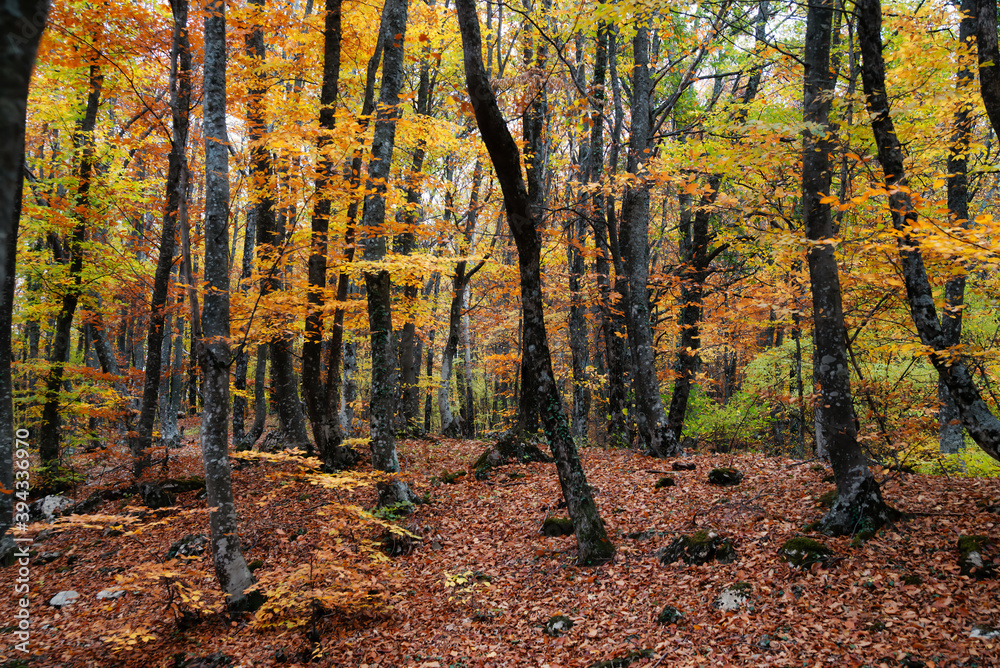 Autumn forest Autumn forest