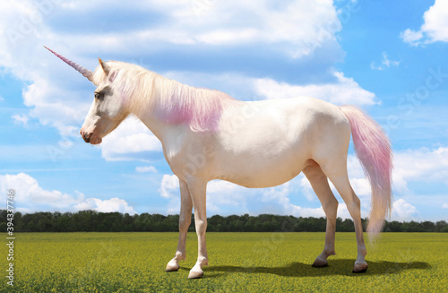Amazing unicorn with beautiful mane in field on sunny day © New Africa