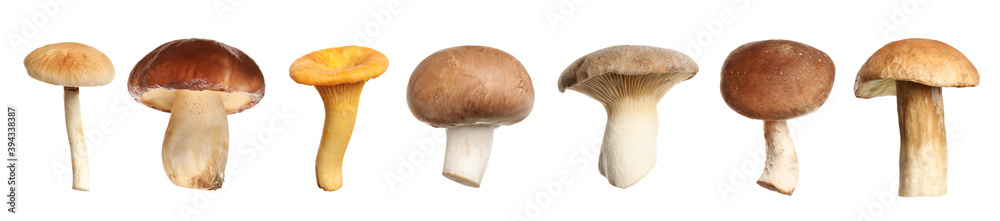 Set of different fresh mushrooms on white background. Banner design Set of different fresh mushrooms on white background. Banner design