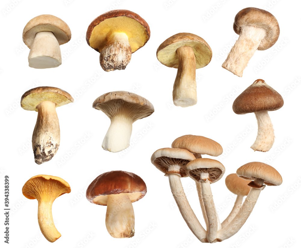 Set of different fresh mushrooms on white background Set of different fresh mushrooms on white background