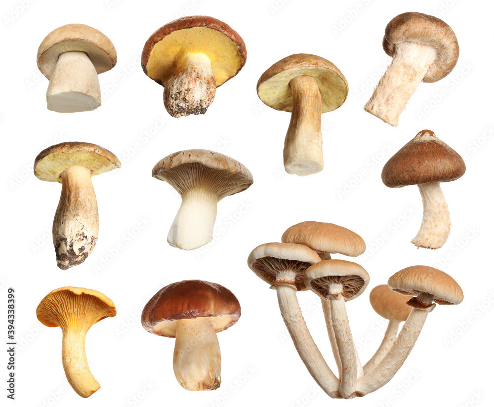 Set of different fresh mushrooms on white background