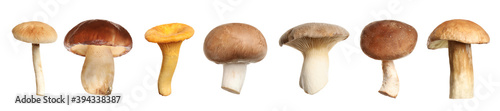 Set of different fresh mushrooms on white background. Banner design