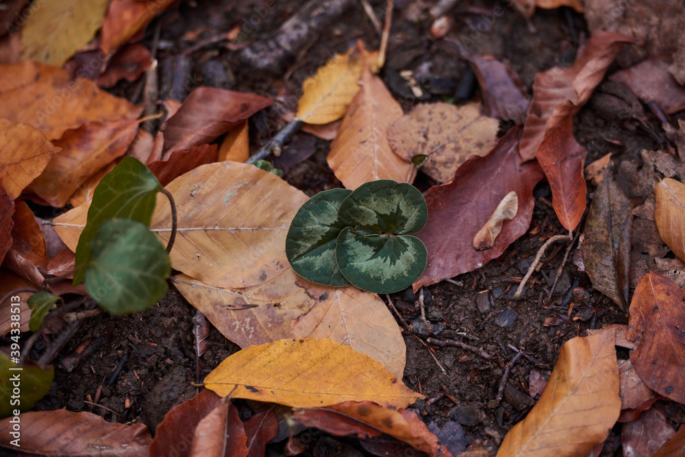 a glade of fallen autumn leaves of orange color texture a glade of fallen autumn leaves of orange color texture