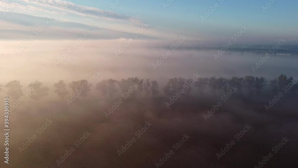 Flying over fields covered with dense fog towards a line of trees and looking down at them. Sunrise.