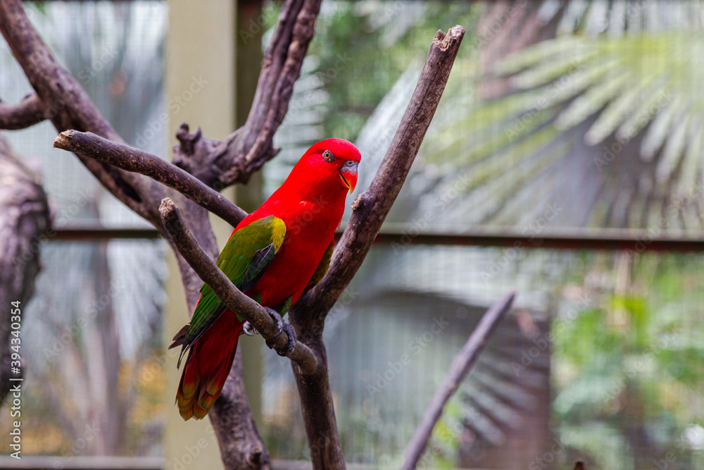 Obraz premium A bright red parrot with green wings on a dry tree. Malaysia
