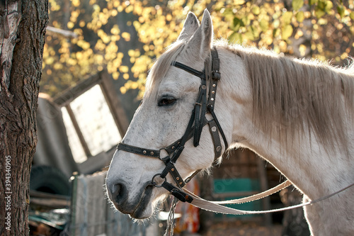 white harnessed horse on a farm in the morning light