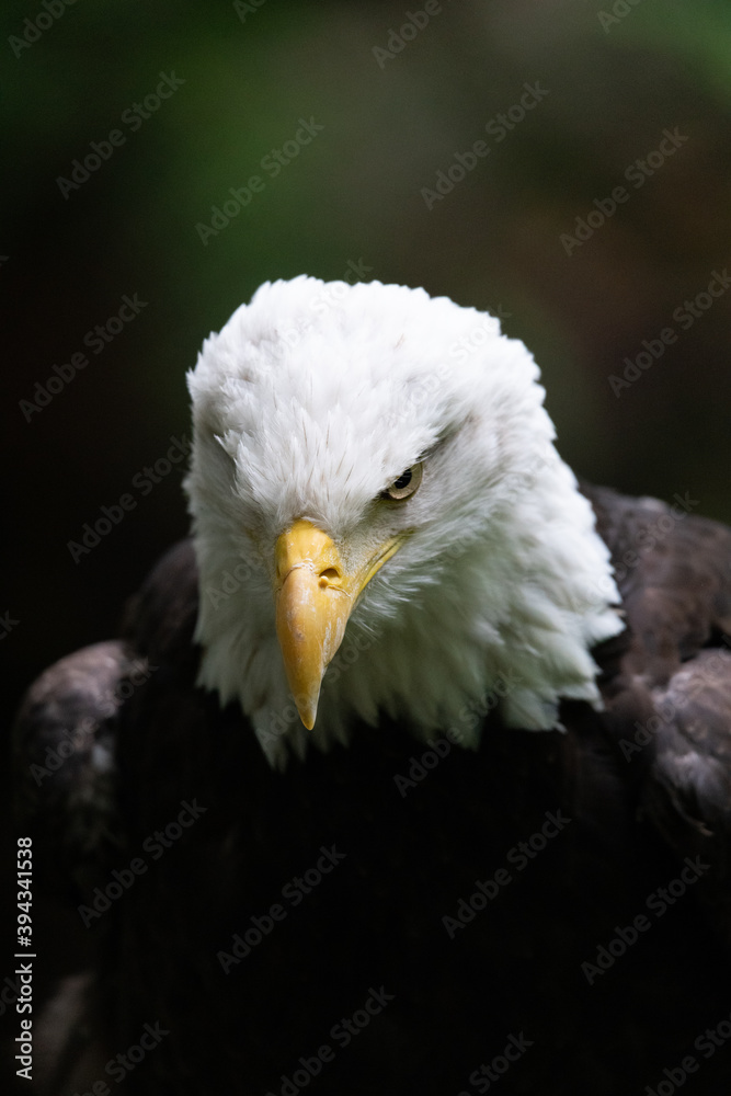 Fototapeta premium American Bald Eagle