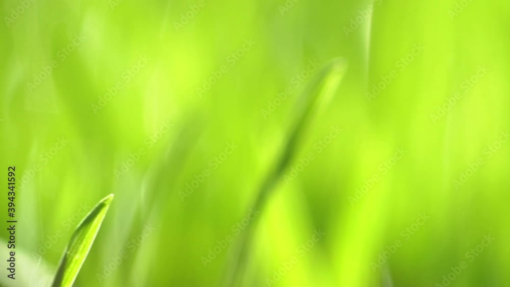 Fresh green grass with dew drops clips, dew drops on green grass footage, rain drops on green grass video. Сloseup rotation Fresh green grass with dew drops clips, dew drops on green grass footage, rain drops on green grass video. Сloseup rotation