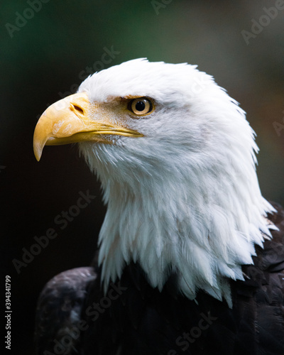 American Bald Eagle