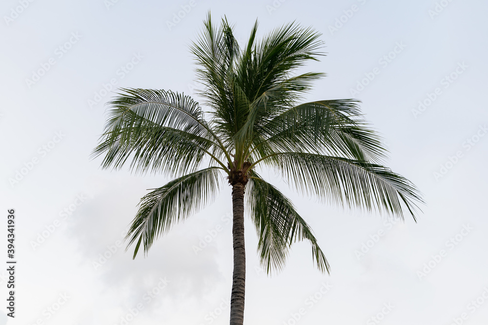 Coconuts palm tree on a sky  background.