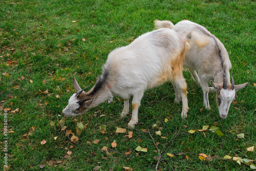 Two similar young goats on the green grass in the autumn morning. Goats eat a birch branch. Two similar young goats on the green grass in the autumn morning. Goats eat a birch branch.