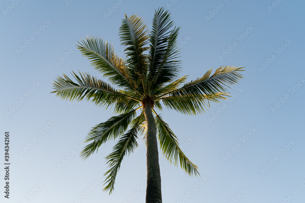 Coconuts palm tree on a sky  background.