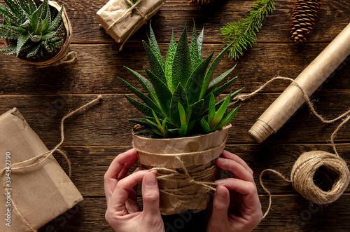 Succulents as gift in craft papper. Christmas. Zero waste.