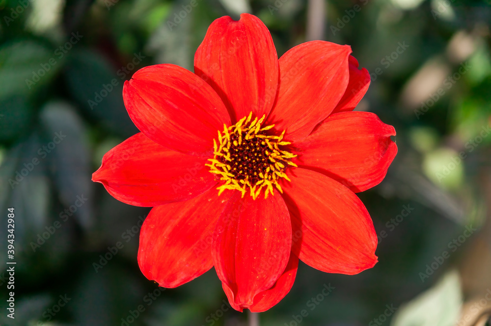 Dahlia 'Bishop of Llandaff' a tuberous red summer autumn flower plant , stock photo image