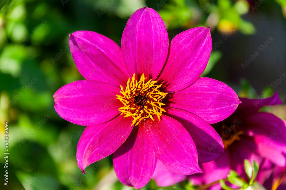 Fototapeta premium Dahlia 'Brantwood' a magenta red pink flower summer flower tuber plant, stock photo image