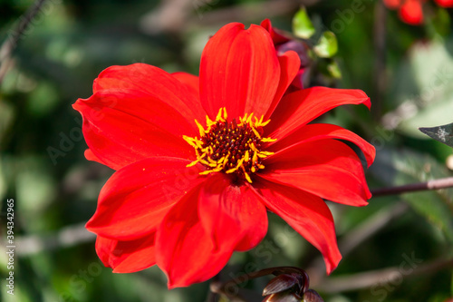 Dahlia 'Bishop of Llandaff' a tuberous red summer autumn flower plant , stock photo image