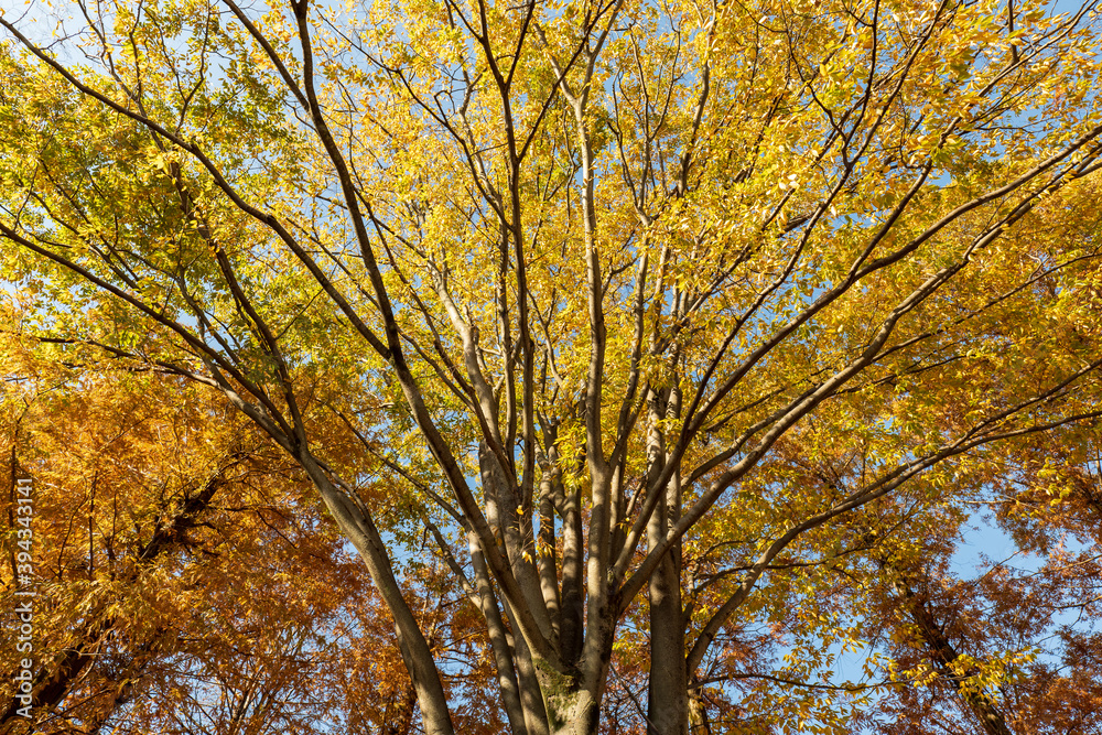 秋の青空と紅葉したケヤキの木　11月