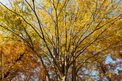 秋の青空と紅葉したケヤキの木　11月