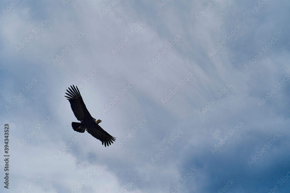 Andean condor, Vultur gryphus, soaring over the Colca Canyon in the Andes of Peru close to Arequipa. Andean condor is the largest flying bird in the world, combined measurement of weight and wingspan Andean condor, Vultur gryphus, soaring over the Colca Canyon in the Andes of Peru close to Arequipa. Andean condor is the largest flying bird in the world, combined measurement of weight and wingspan