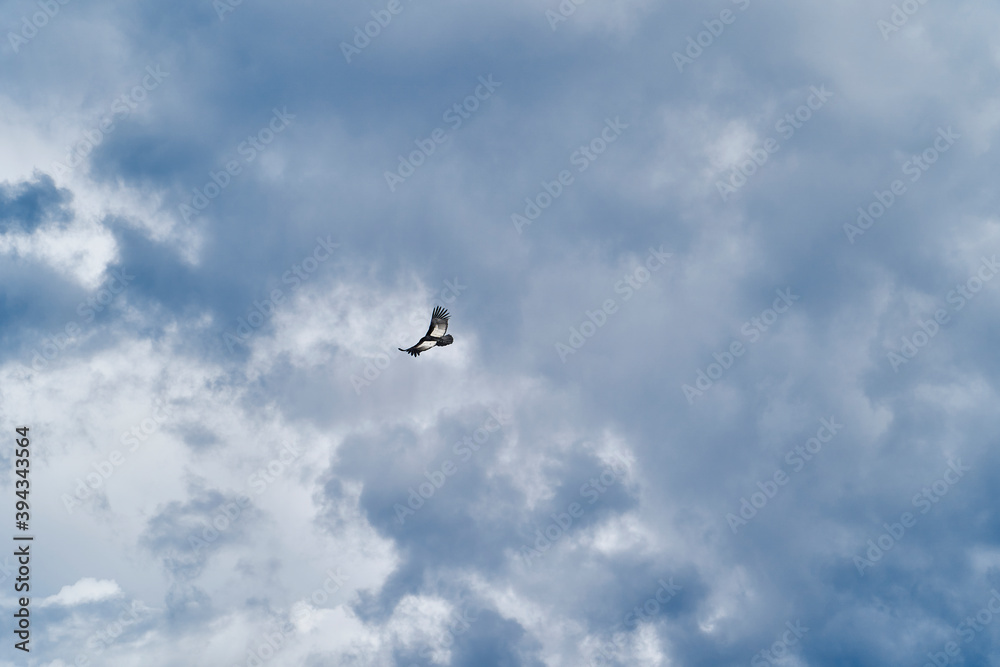 Andean condor, Vultur gryphus, soaring over the Colca Canyon in the Andes of Peru close to Arequipa. Andean condor is the largest flying bird in the world,  combined measurement of weight and wingspan