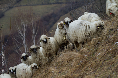 Flock of sheep in the mountains of Romania