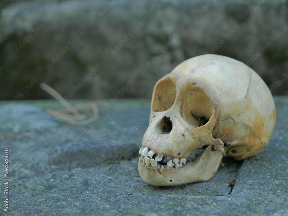 Monkey skull ¾ side view (horizontal)
Monkey skull ¾ side view (horizontal)