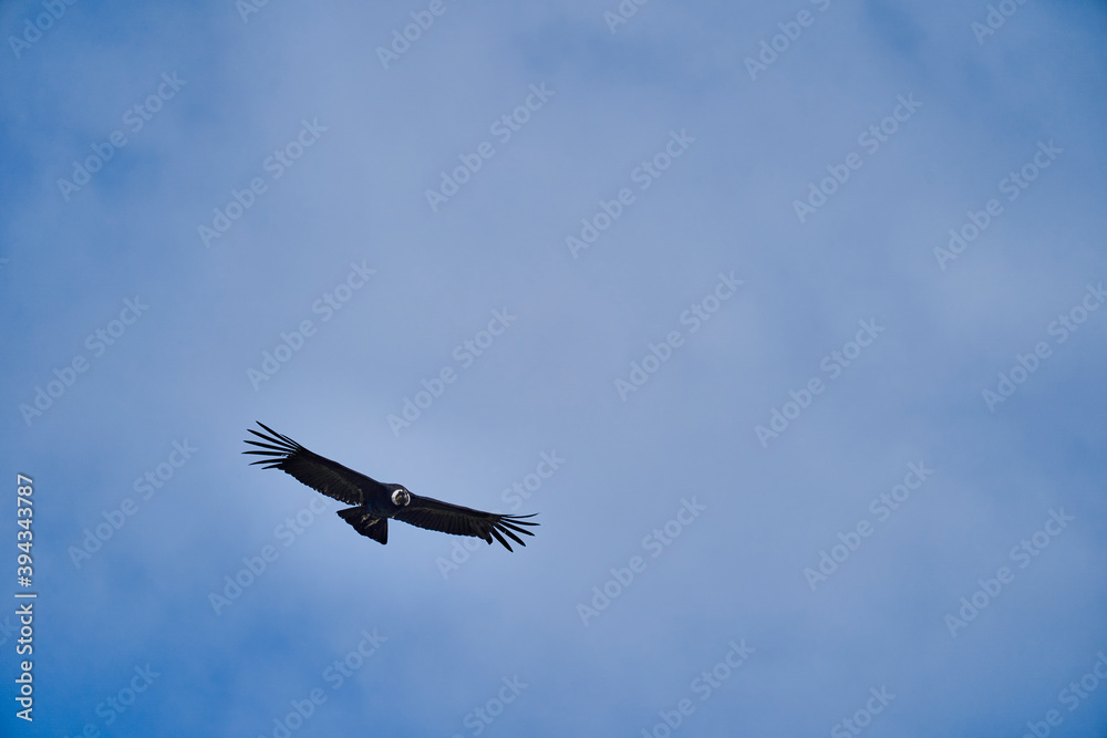 Obraz premium Andean condor, Vultur gryphus, soaring over the Colca Canyon in the Andes of Peru close to Arequipa. Andean condor is the largest flying bird in the world, combined measurement of weight and wingspan