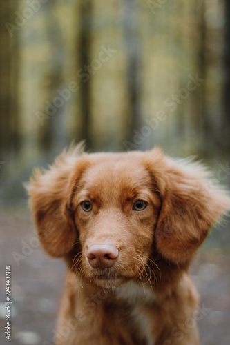 Close up portrait of brown nova scotia duck tolling retriever. Selective focus on dog face. Domestic animals concept. Blurred forest on background.
