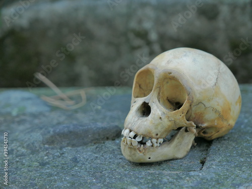 Monkey skull ¾ side view (horizontal)
