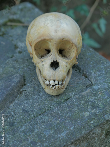 Monkey skull front view (vertical)
