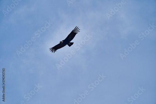 Andean condor  Vultur gryphus  soaring over the Colca Canyon in the Andes of Peru close to Arequipa. Andean condor is the largest flying bird in the world   combined measurement of weight and wingspan