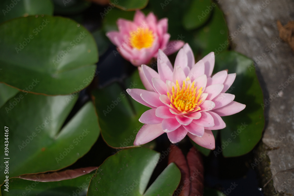 Pink lilies on the water surrounded by green leaves Pink lilies on the water surrounded by green leaves