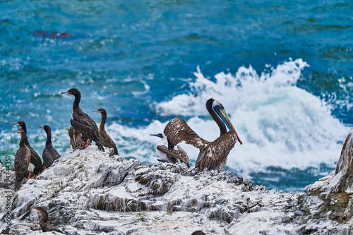 Bird colony in Paracas national park at the Pacific Ocean coast line of Peru. Peruvian pelican, Pelecanus thagus and Guanay cormorant or Guanay shag, Leucocarbo bougainvillii, on guano covered rocks photo