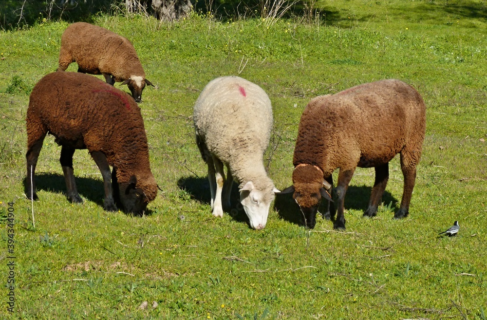 Flock of sheep on a meadow in Extremadura - Spain Flock of sheep on a meadow in Extremadura - Spain