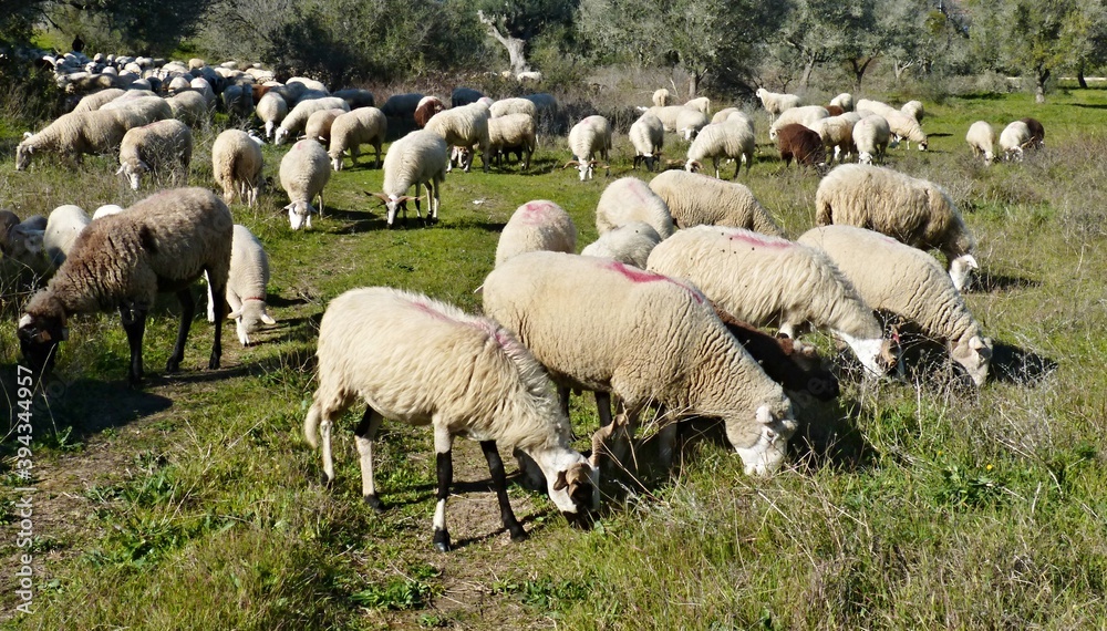 Fototapeta premium Flock of sheep on a meadow in Extremadura - Spain