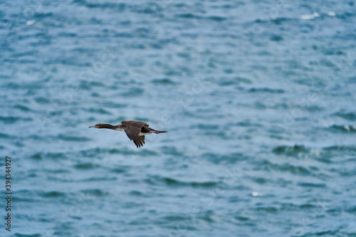 guano cormorant in flight at Paracas national park at the Pacific Ocean coast line of Peru. Guanay cormorant or Guanay shag, Leucocarbo bougainvillii, soaring over pacific ocean