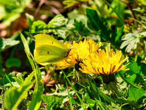 grüner Schmetterling trant sich auf Löwenzahn photo