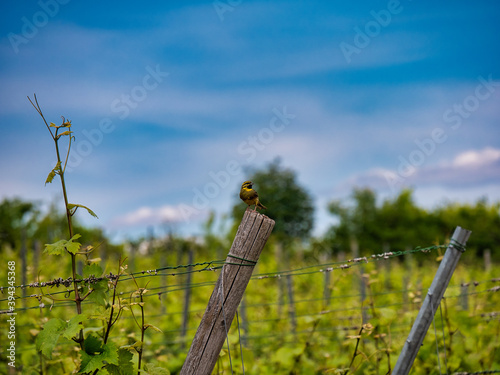 kleiner Vogel auf Zaunpfahl