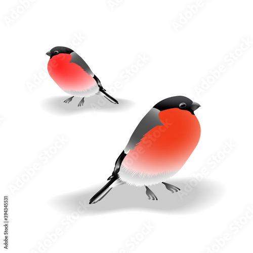 Bullfinches isolated on white background. Vector illustration.